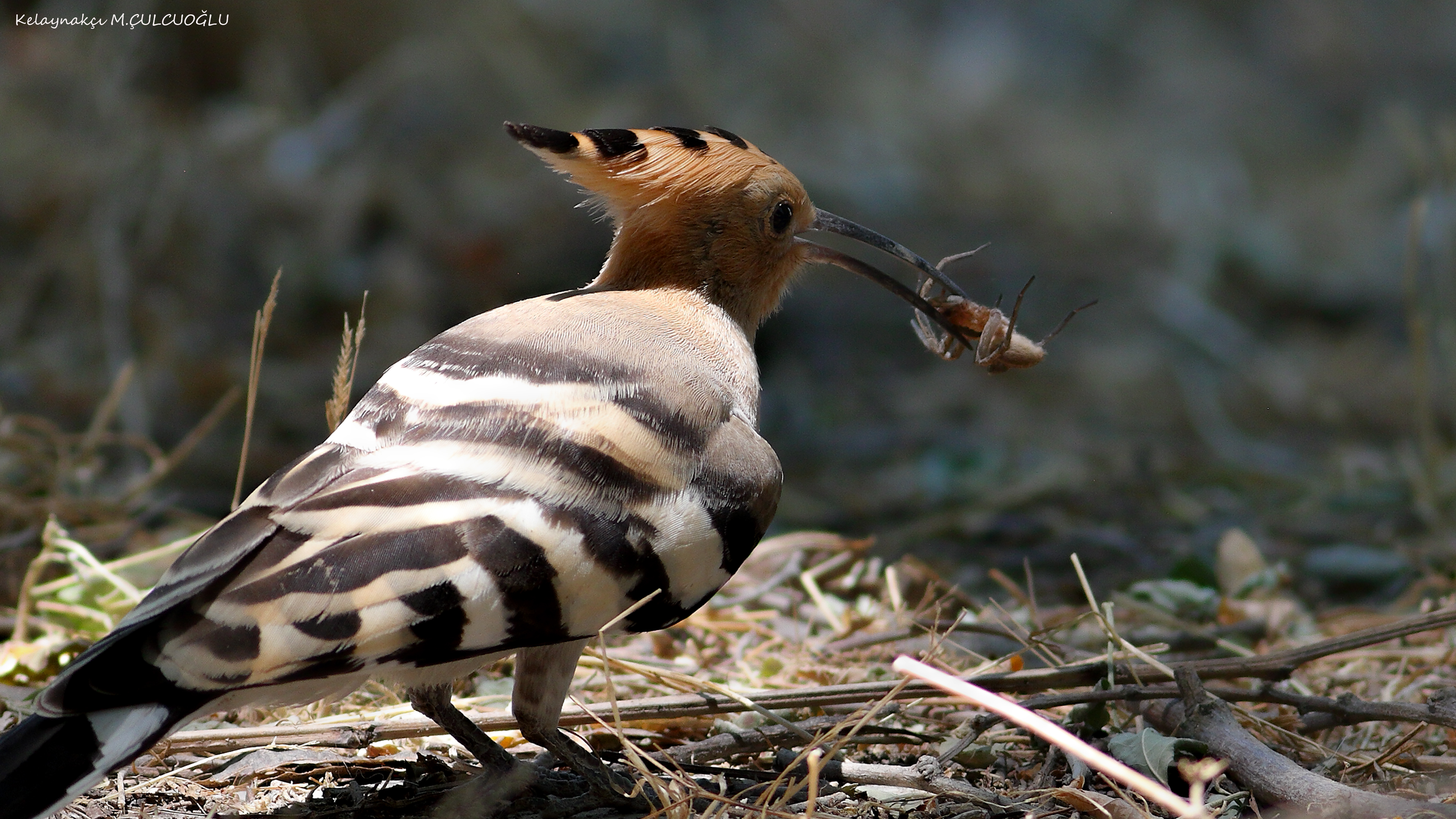 Eurasian Hoopoe